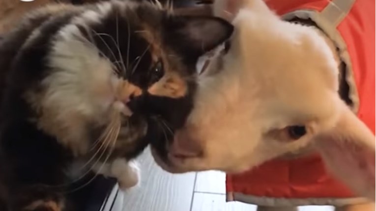 VIDEO Spašena maca je postala najbolja prijateljica bolesnom janjetu
